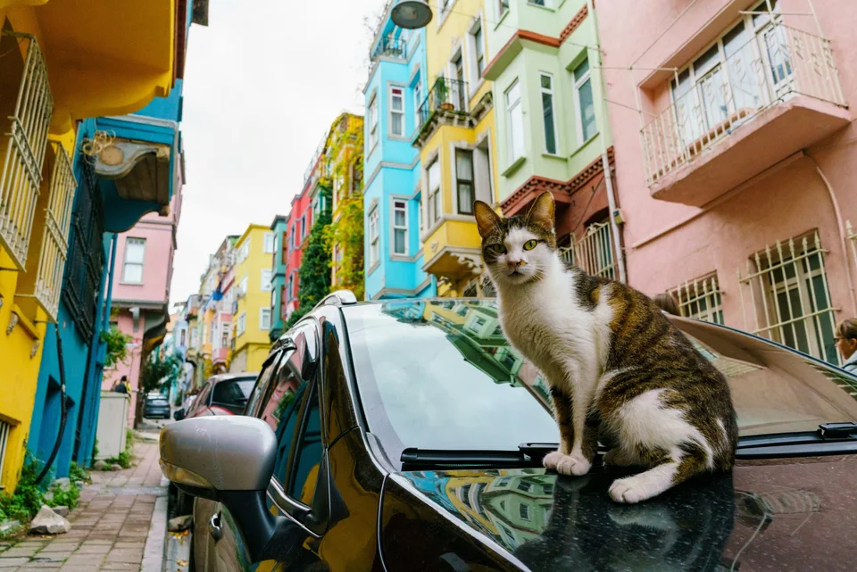 İstanbul kedileri