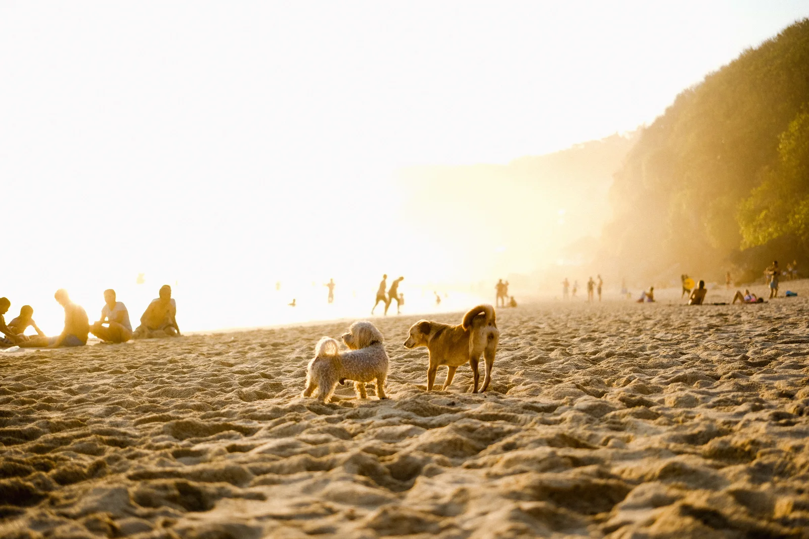 Two dogs playing on a sunlit beach with people relaxing in the background.