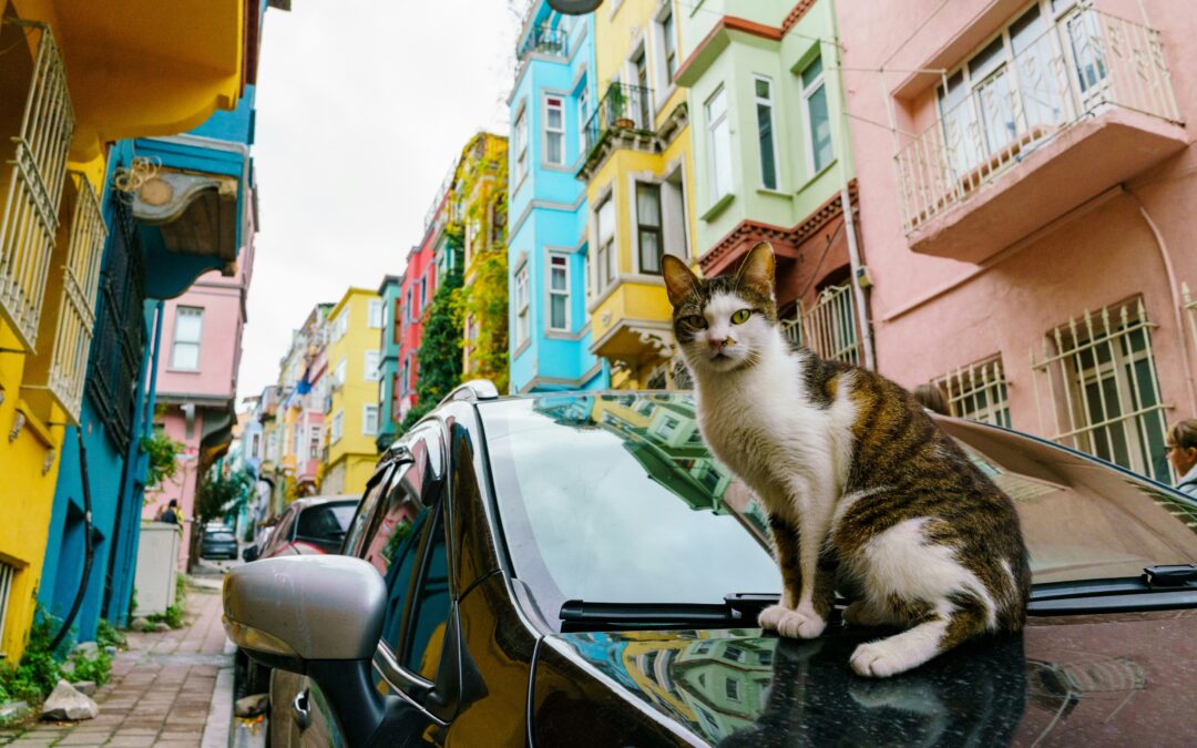 Istanbul Cats